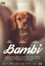 Home 27 Fournisseur IPTV